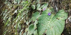 Streptocarpus silvaticus