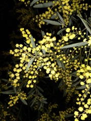 Acacia prominens