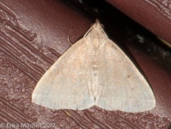 Zanclognatha jacchusalis