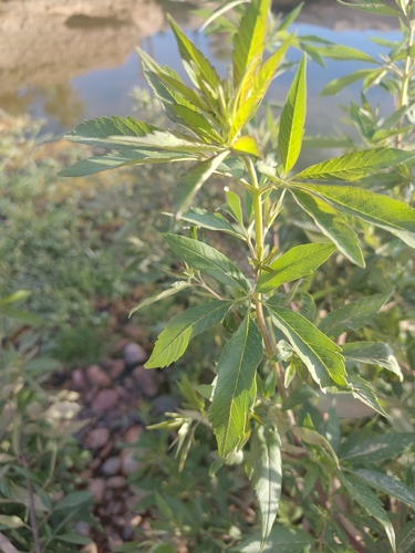 Lilac chaste tree