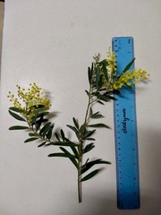 Acacia prominens
