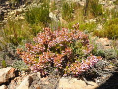 Erica curvirostris
