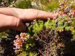 Erica curvirostris