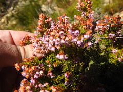 Erica curvirostris