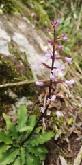 Stenoglottis