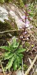 Stenoglottis