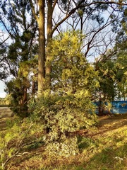 Acacia prominens