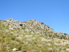 Brunsvigia marginata