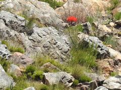 Brunsvigia marginata