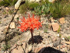 Brunsvigia marginata