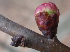Prunus armeniaca