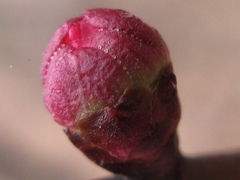 Prunus armeniaca