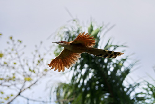 Great Lizard-Cuckoo