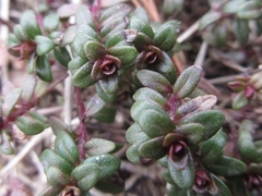 Thymus quinquecostatus