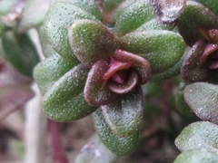 Thymus quinquecostatus