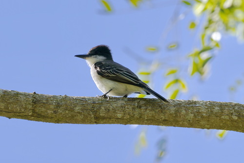 Loggerhead Kingbird