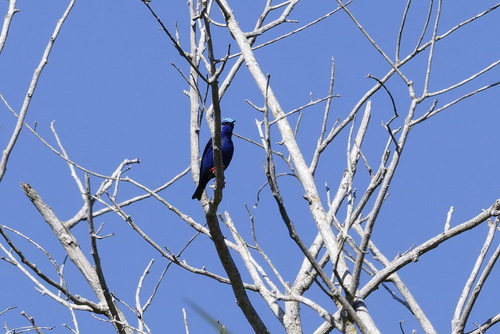 Red-legged Honeycreeper