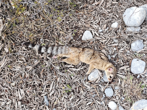 Cacomixtle norteño observed by montserrat_navarro