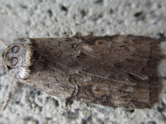 Nycteola asiatica