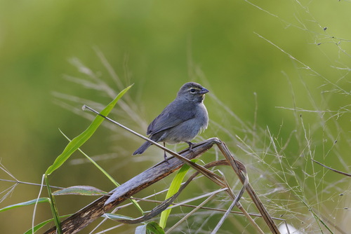 Yellow-faced Grassquit