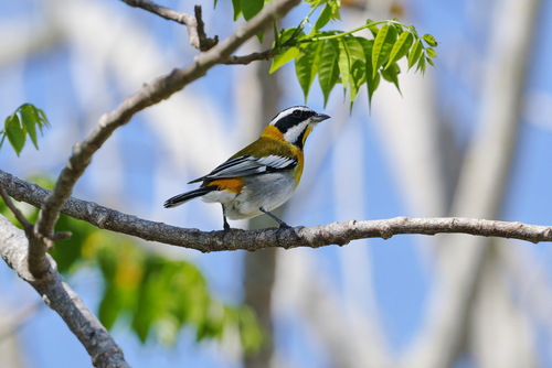 Western Spindalis