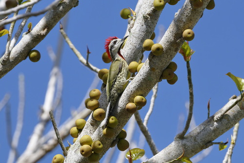 Cuban Green Woodpecker