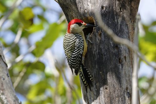 West Indian Woodpecker