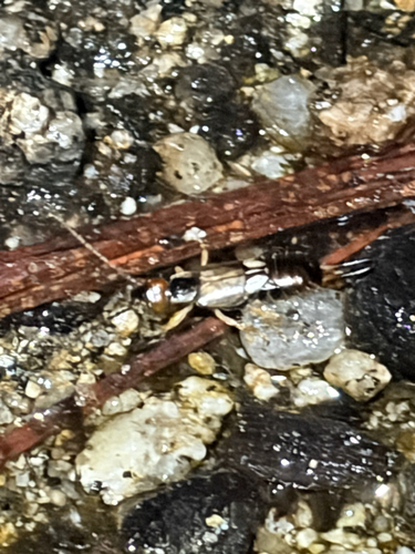 iNaturalist observation photo of Forficula mediterranea