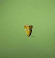 Eublemma lozostropha