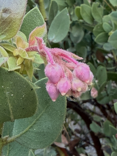iNaturalist observation photo of Pringle's manzanita