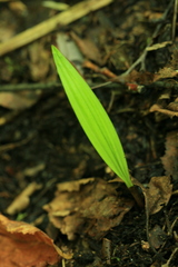 Oreorchis patens