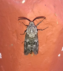 Prionoxystus robiniae