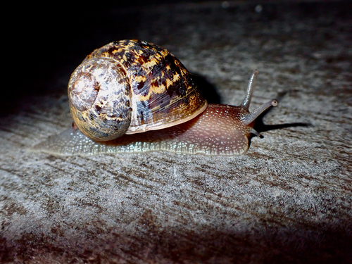 Cornu aspersum