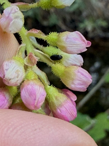 iNaturalist observation photo of Beetles