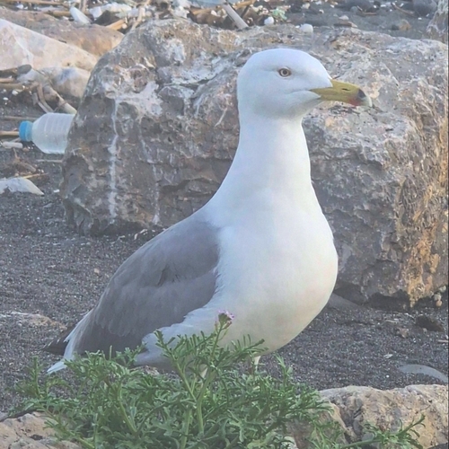 Avistamiento Gaviota patiamarilla