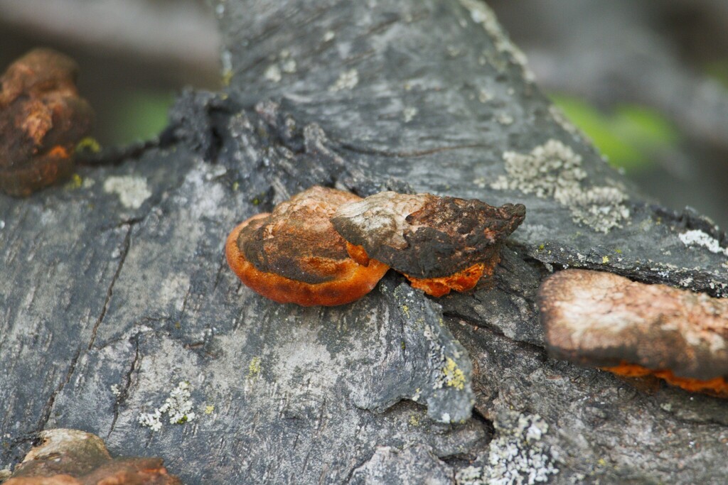 Trametes cinnabarina · April 2026 · photo: © cigazze (iNaturalist, cc-by)