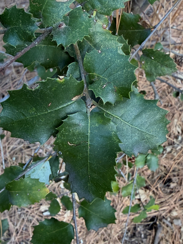 iNaturalist observation photo of canyon live oak