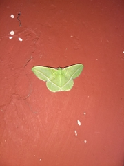 Dichorda illustraria