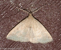 Zanclognatha jacchusalis