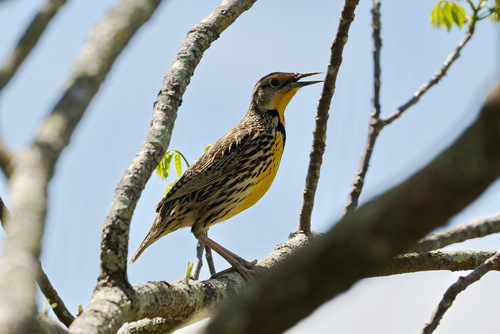 Eastern Meadowlark