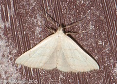 Macrochilo litophora