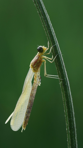 Small Spreadwing photo 3