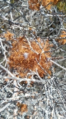 Teloschistes capensis