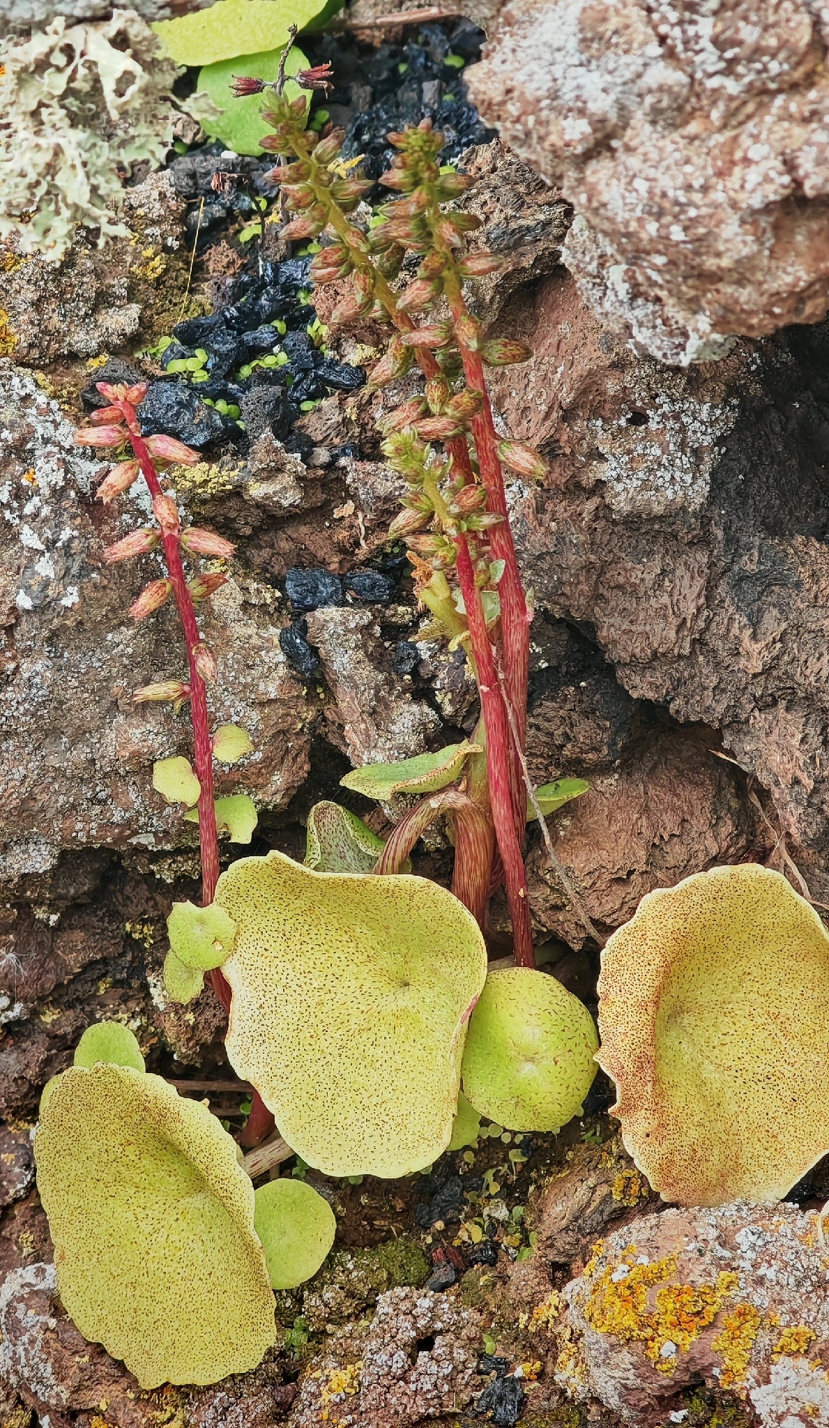 Umbilicus gaditanus