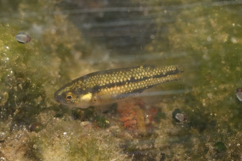 Hiko White River springfish (Crenichthys baileyi) — Goodeidae — 2