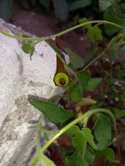 Aristolochia pentandra