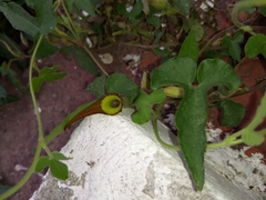 Aristolochia pentandra