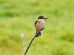 Todiramphus sanctus vagans