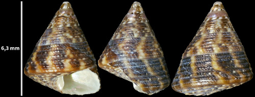 Grooved Top Shell