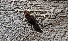 Melacoryphus circumlitus